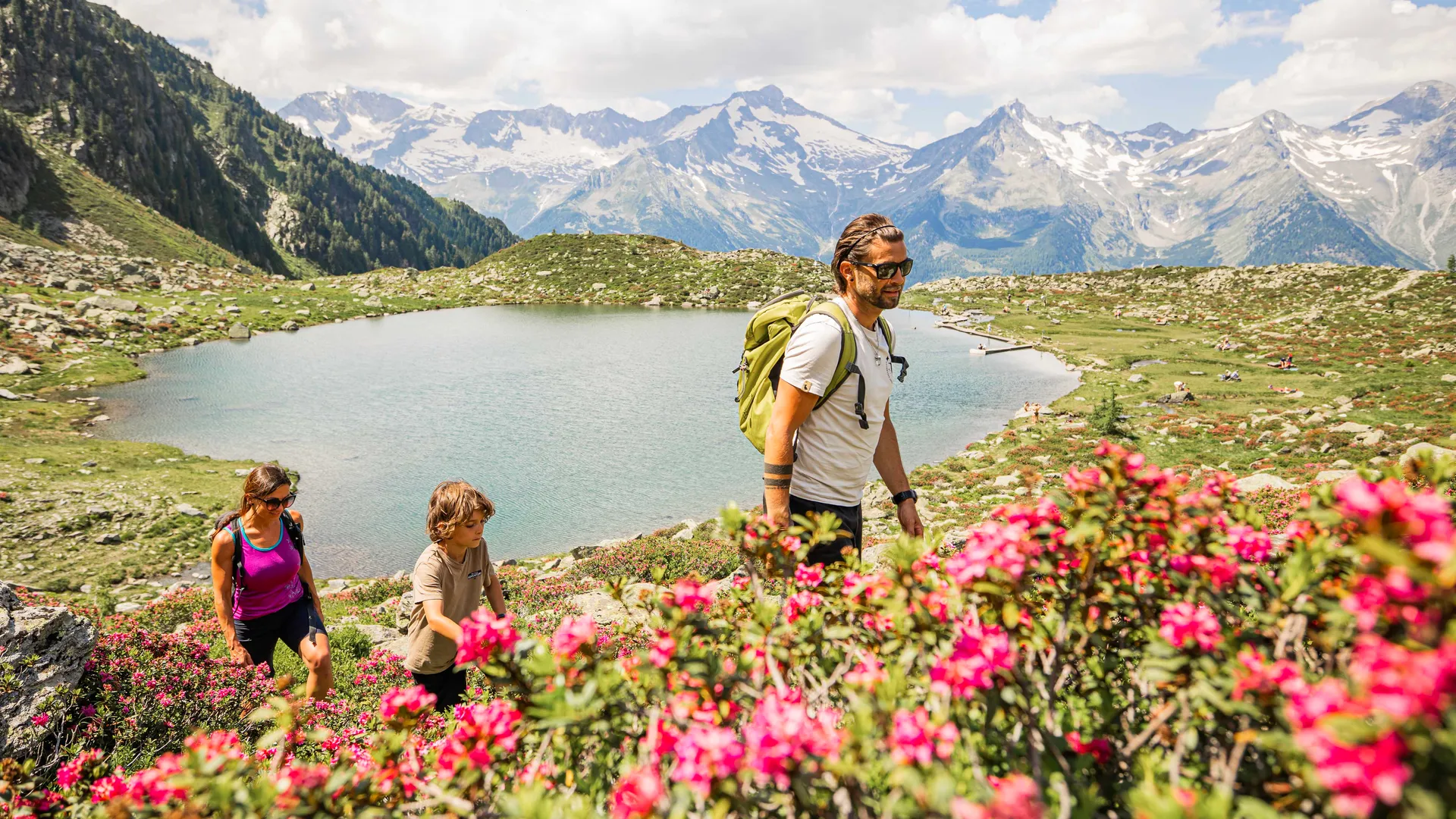 Family hiking through blooming alpine roses at mountain lake with view of Zillertal glaciers