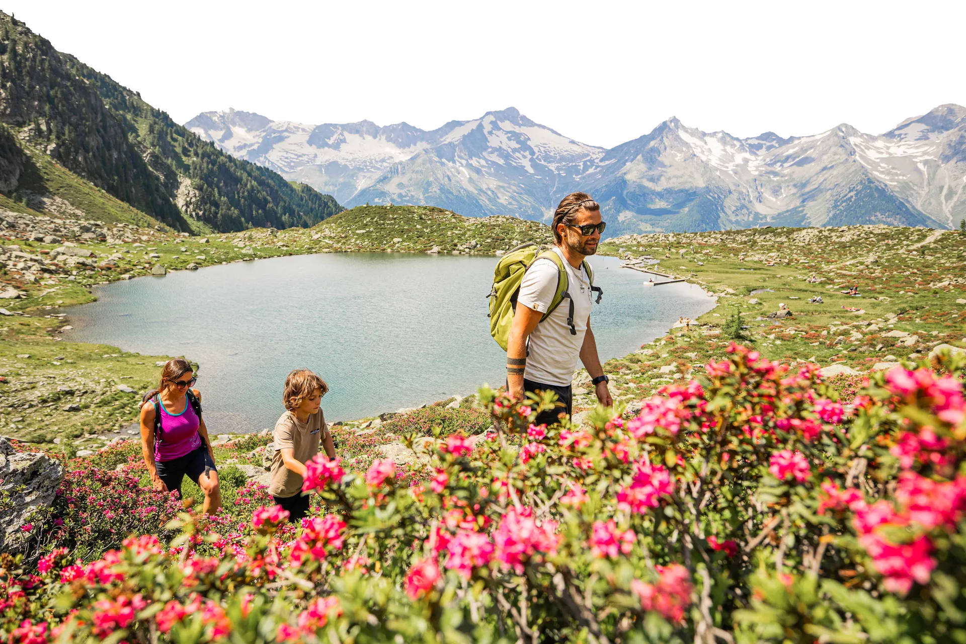 Family hiking through alpine roses at mountain lake with snowy peaks in Ahrntal, South Tyrol