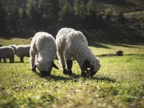 Zwei Walliser Schwarznasenschafe grasen im Gegenlicht auf grüner Almwiese im Ahrntal