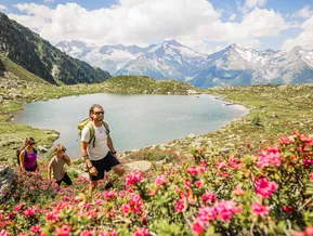 Familie wandert am Bergsee umgeben von Alpenrosen mit Blick auf die schneebedeckten Zillertaler Alpen